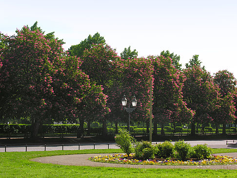 Hofgarten Foto 