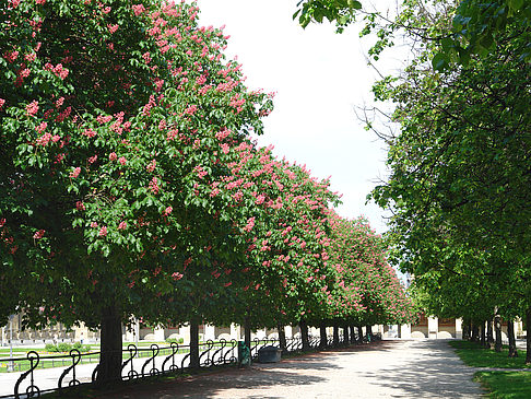 Hofgarten Fotos