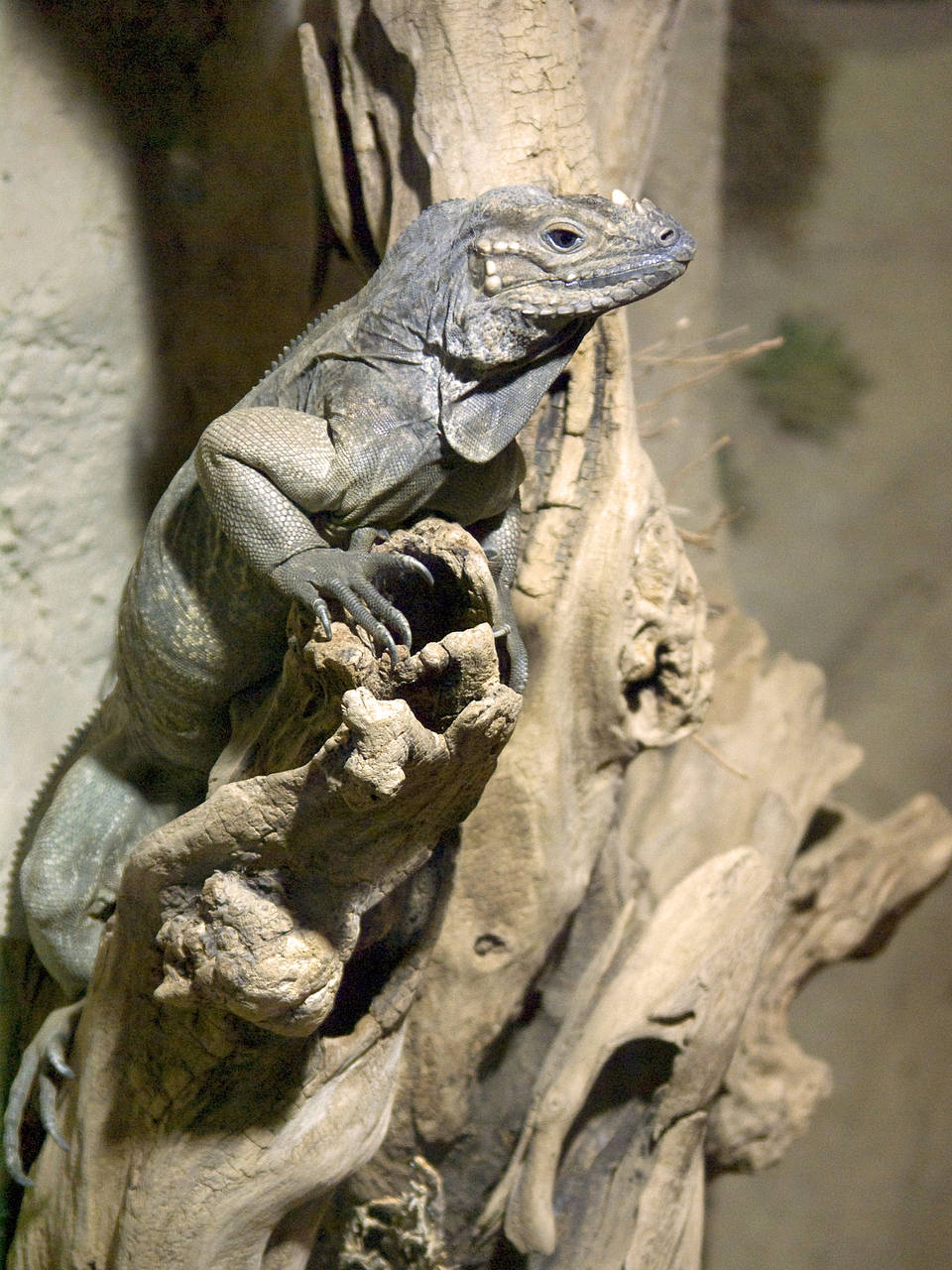  Bild Attraktion  Leguan im Tierpark 