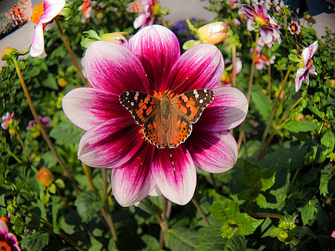 Alter Botanischer Garten Bild Sehenswürdigkeit  von München 