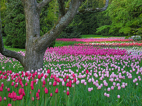 Mainau Frühling Fotos