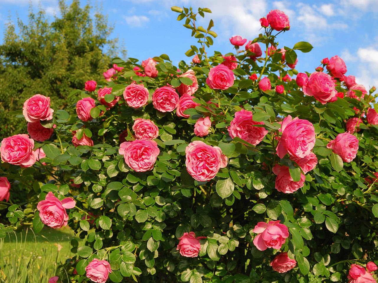 Botanischer Garten Foto 