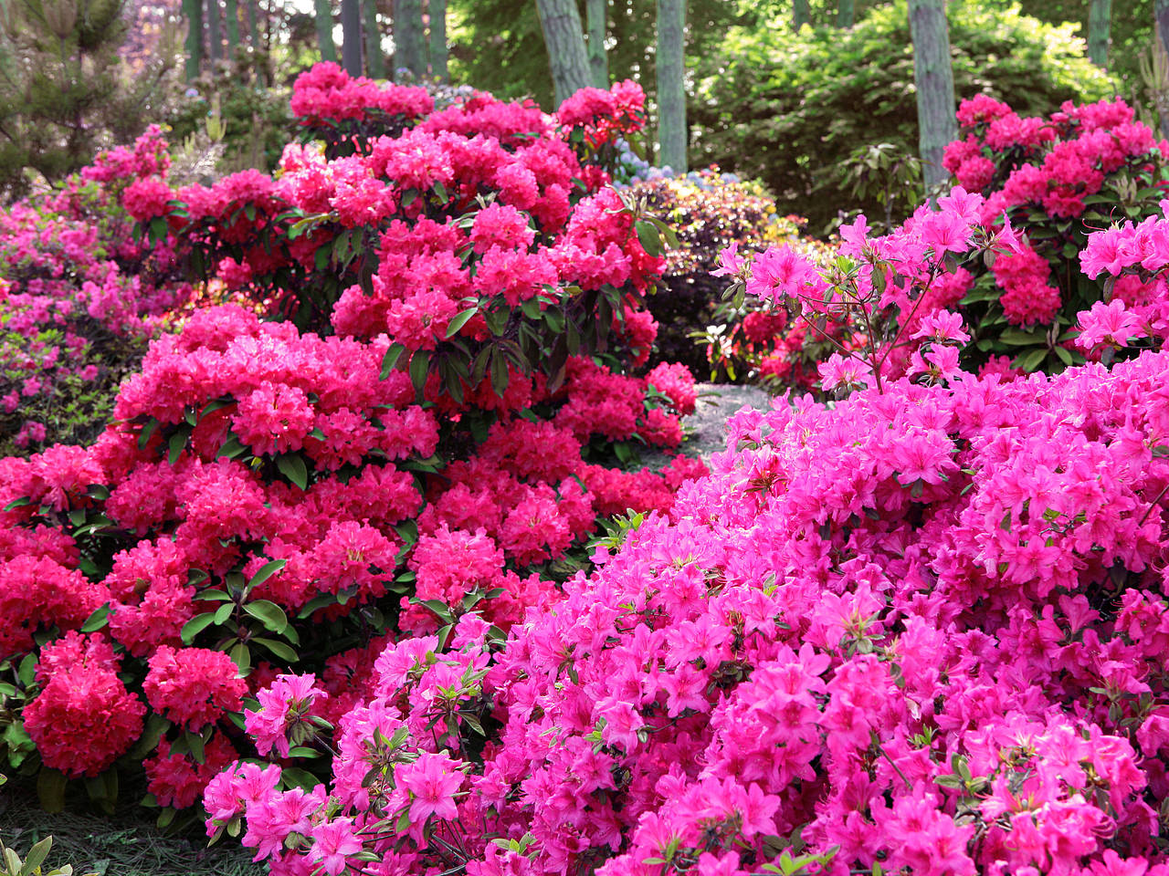 Fotos Botanischer Garten